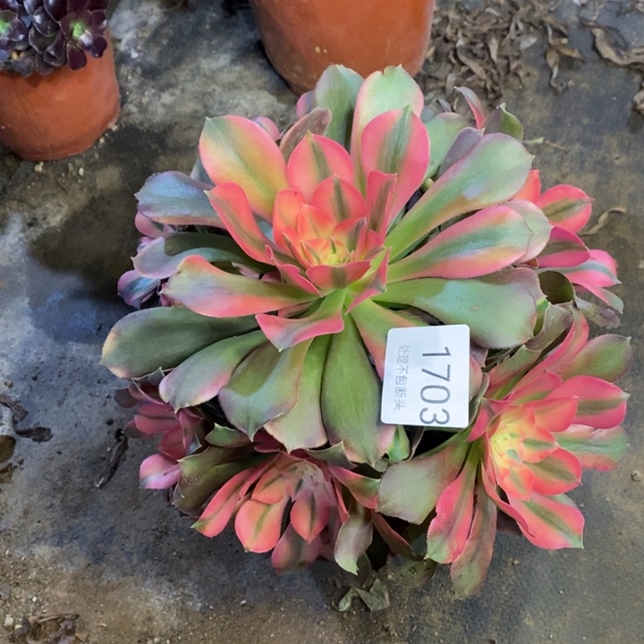 香妃多肉断头不包1703