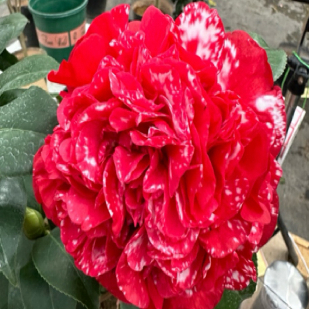 品种茶花便宜卖自家基地直发