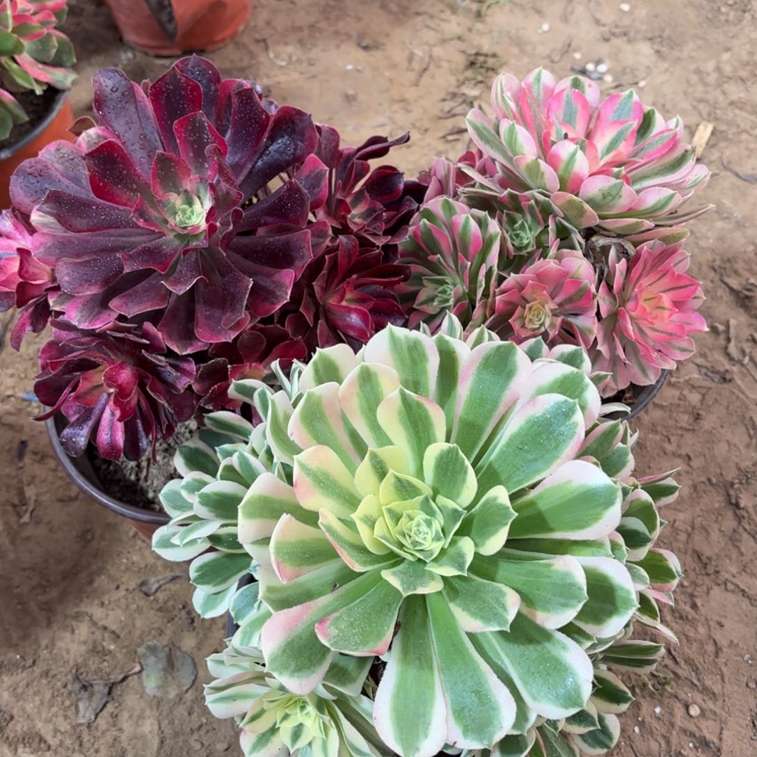 美杜莎粉女巫白凤19.8