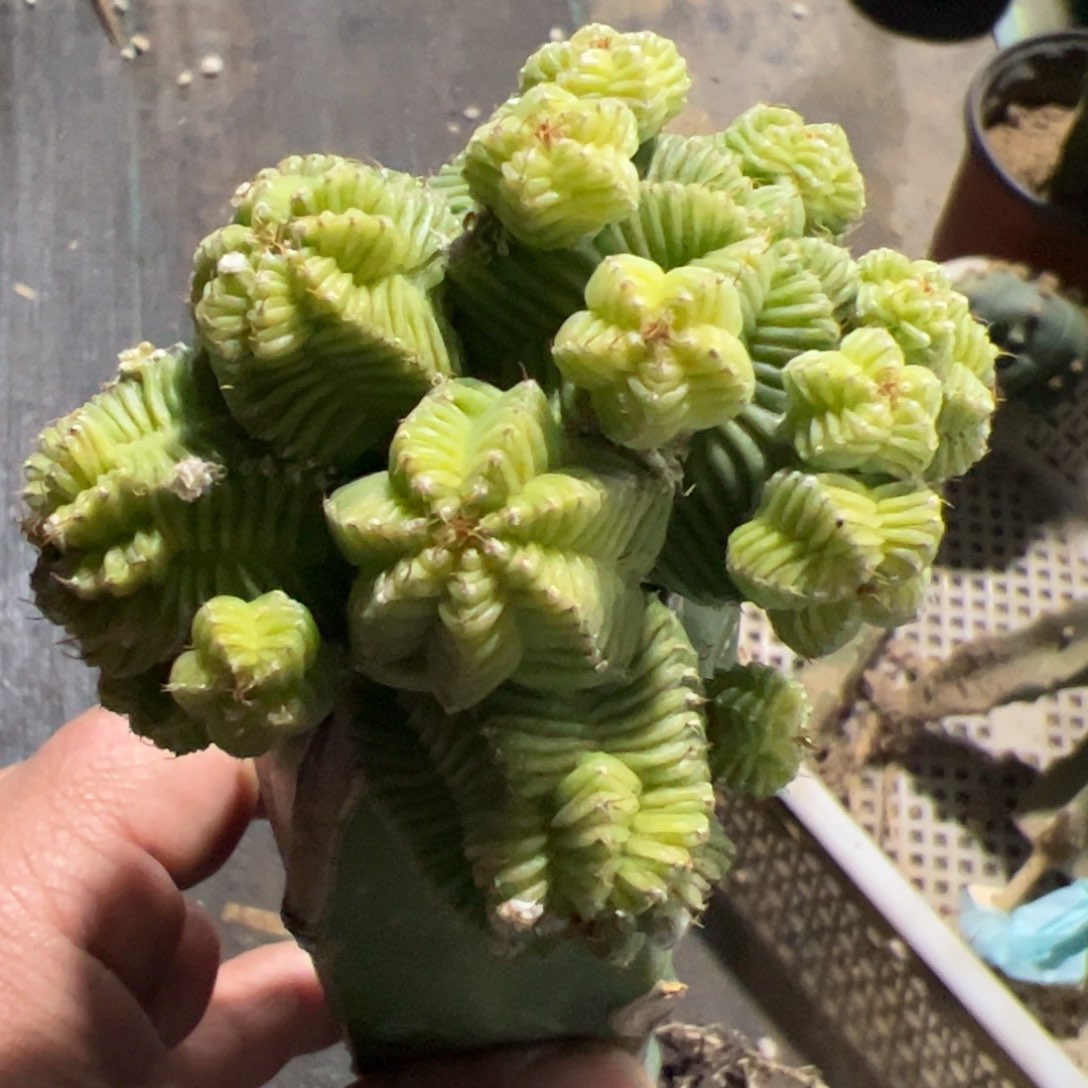 五星花笼群仙人球835