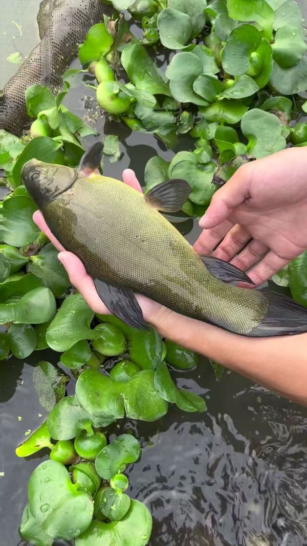 四川丁桂鱼  渔场直发  生态养殖