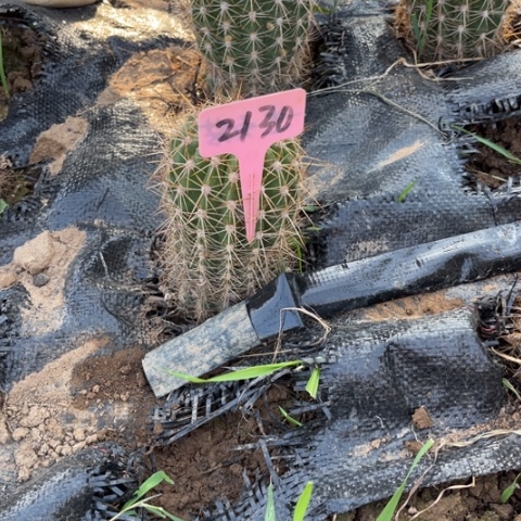 清清34毛花柱瑕疵毛花柱