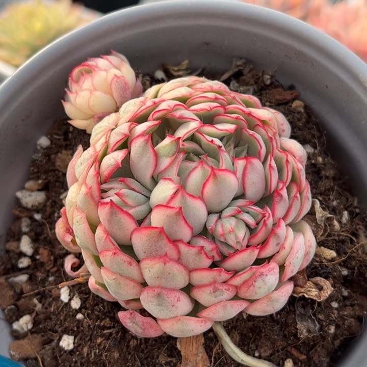 梦幻玫瑰白锦一颗价格