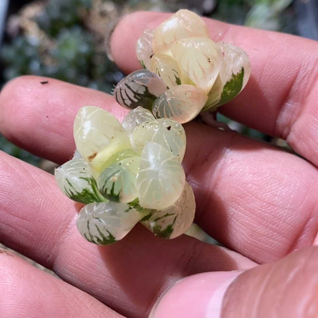 带****1356 两颗一起 超级福利。 