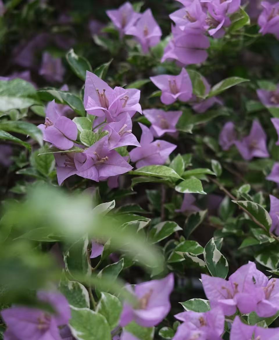 「银边浅紫袋苗」三角梅包对版