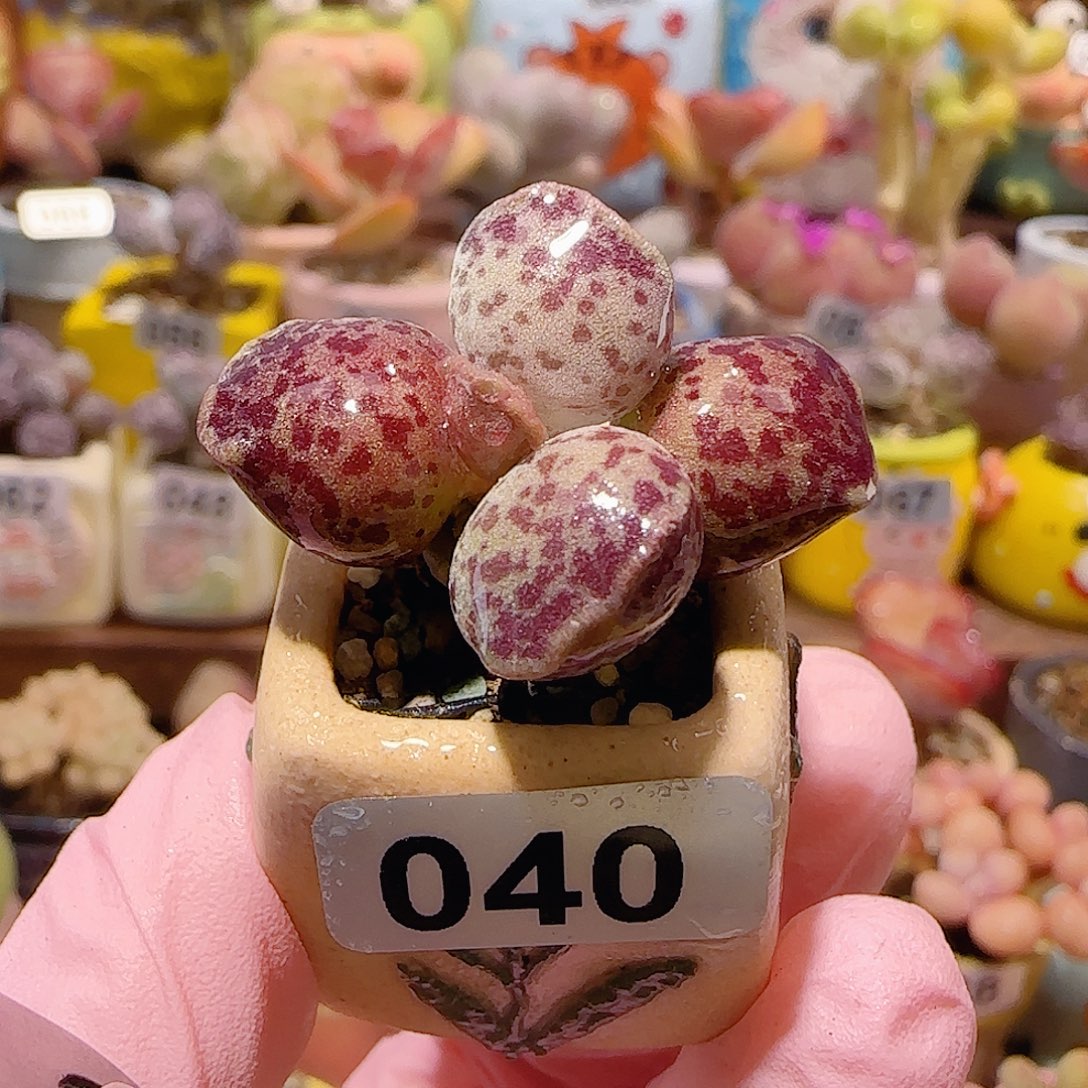 T可爱粉丸盆口2cm