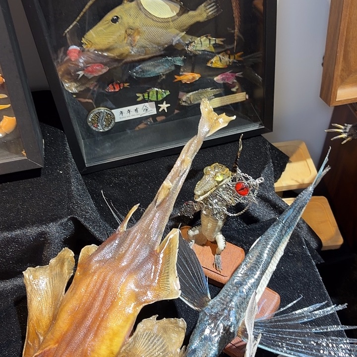 真实鱼类相框标本