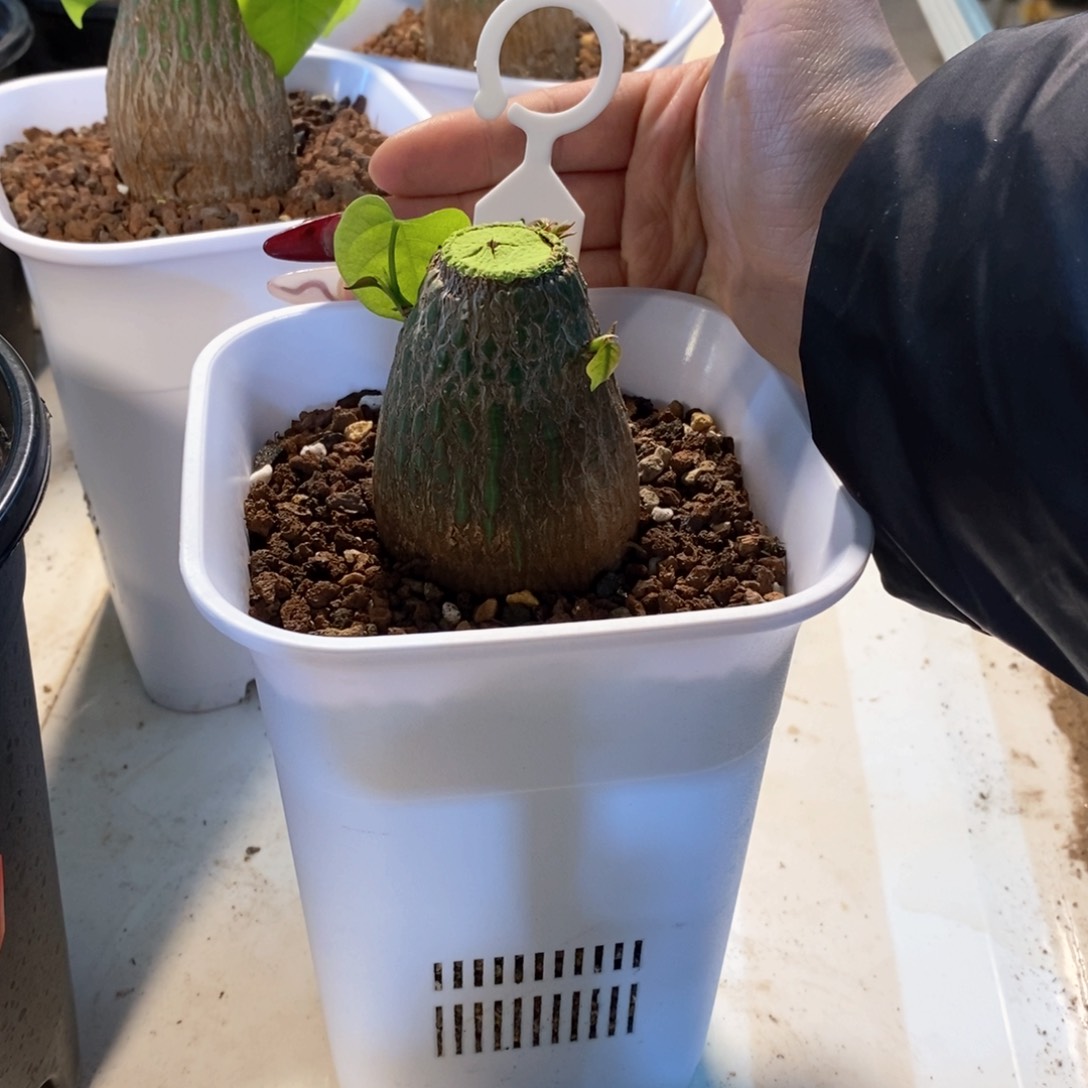 融*檍龟甲木棉实生带盆发货