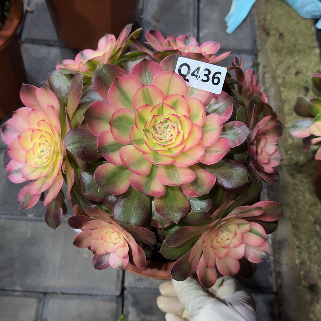 436荔枝33冠服22左右