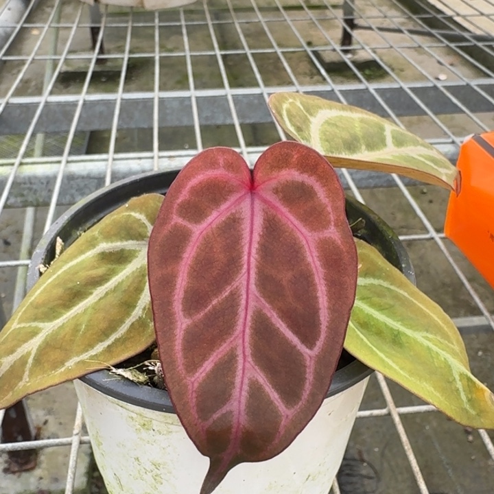 完全开放2号粉柠檬紫