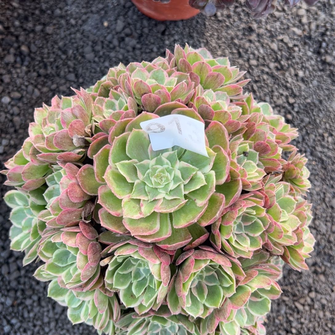 我是真的很喜欢这个