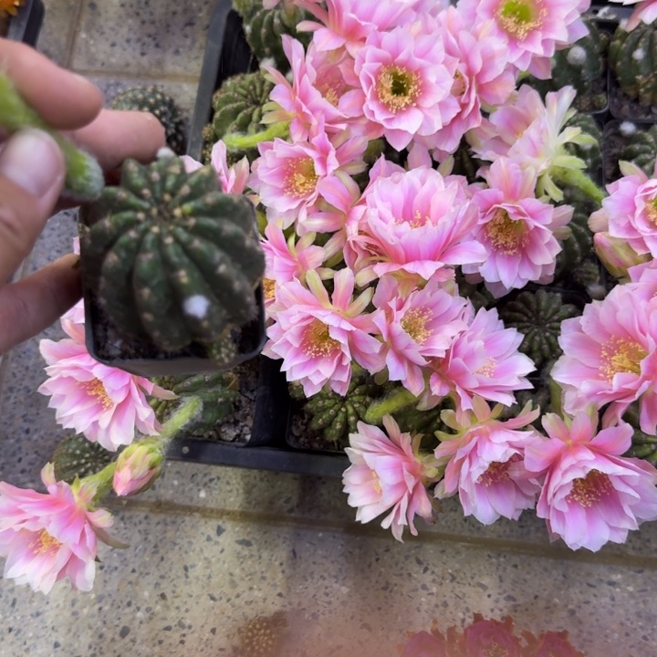 302丽花077根斑3公分左右，带盆发货