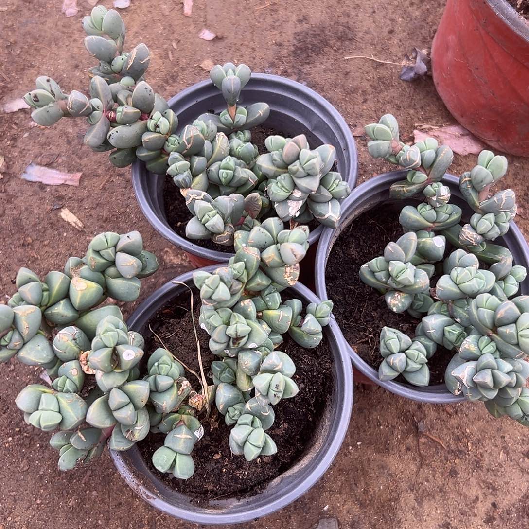 多肉植物三颗鹿角海棠