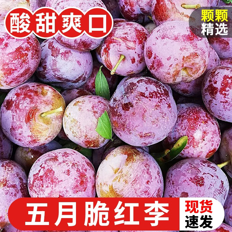 （沈阳发货）五月脆李子 1/3/5斤 顺丰包邮