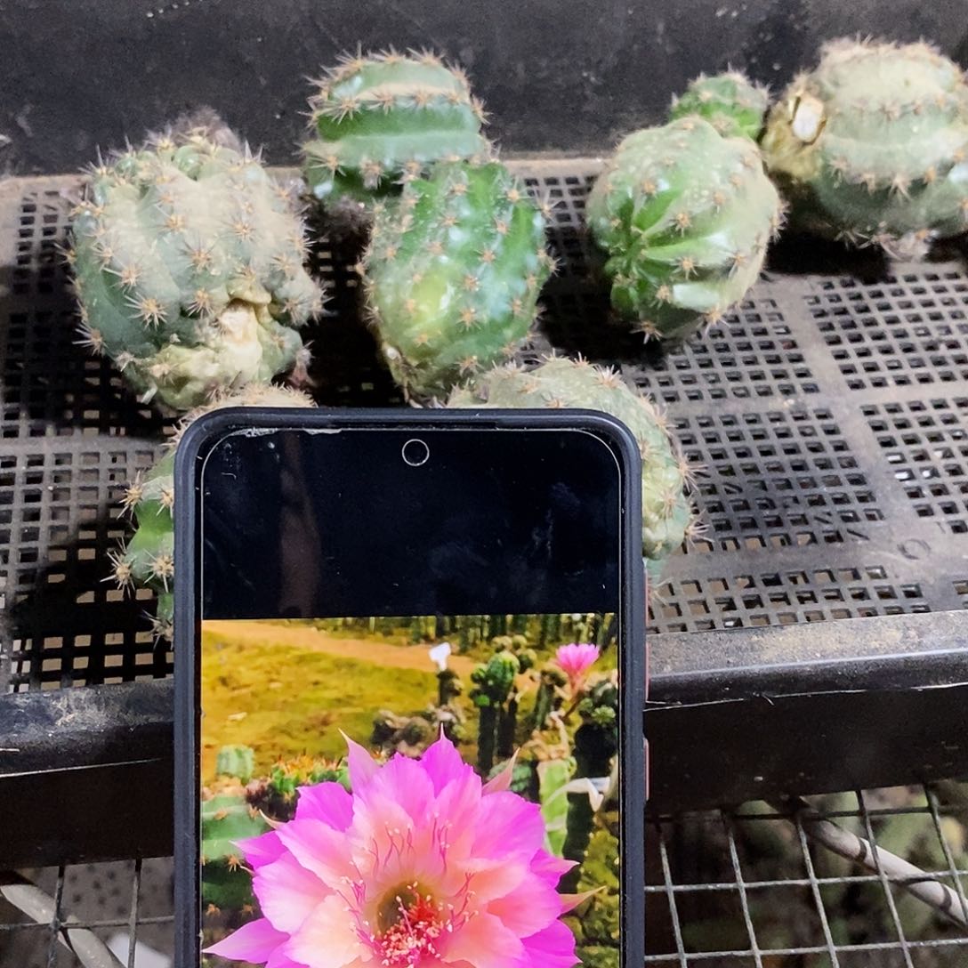 丽 极光侧芽刺顶歪5公分左右