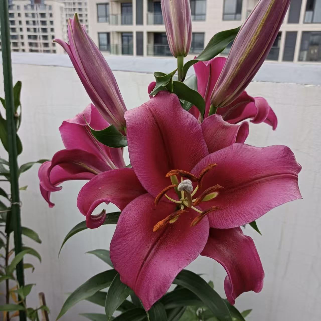 《中国红》1颗单瓣百合盆栽阳台庭院地栽盆栽