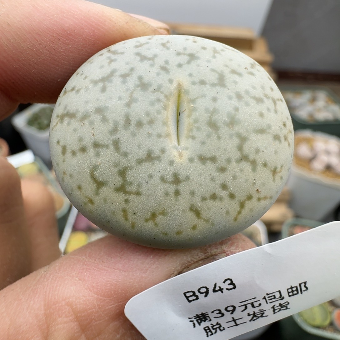 943多肉哈哈哈哈哈哈哈