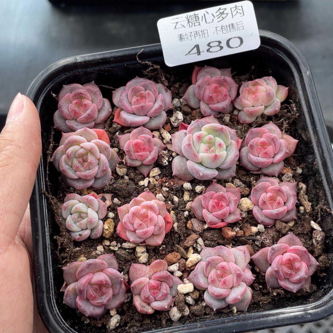 云糖心多肉植物480