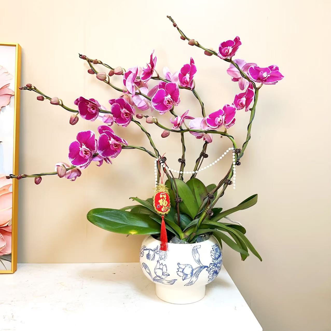 A+级【大财主】精品 蝴蝶兰