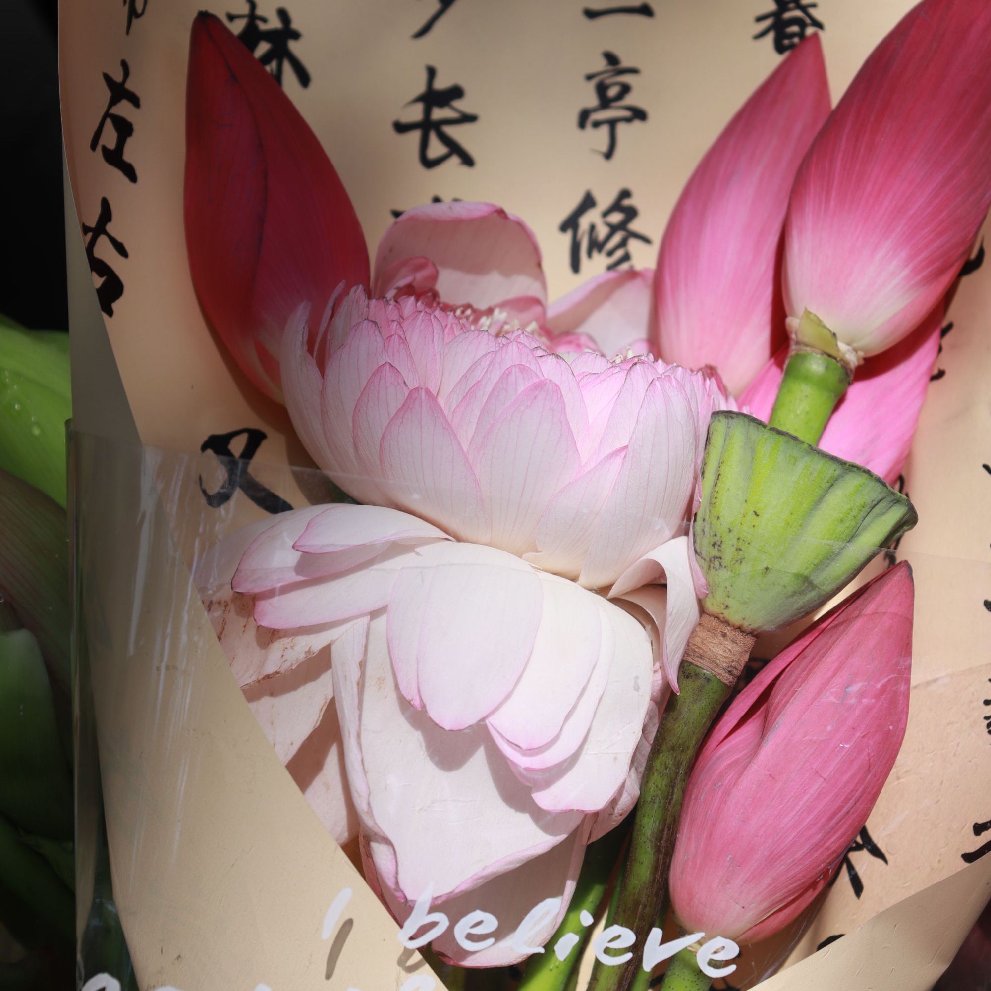 手动开花，太湖荷花，现采现发，鲜切花，重瓣荷花