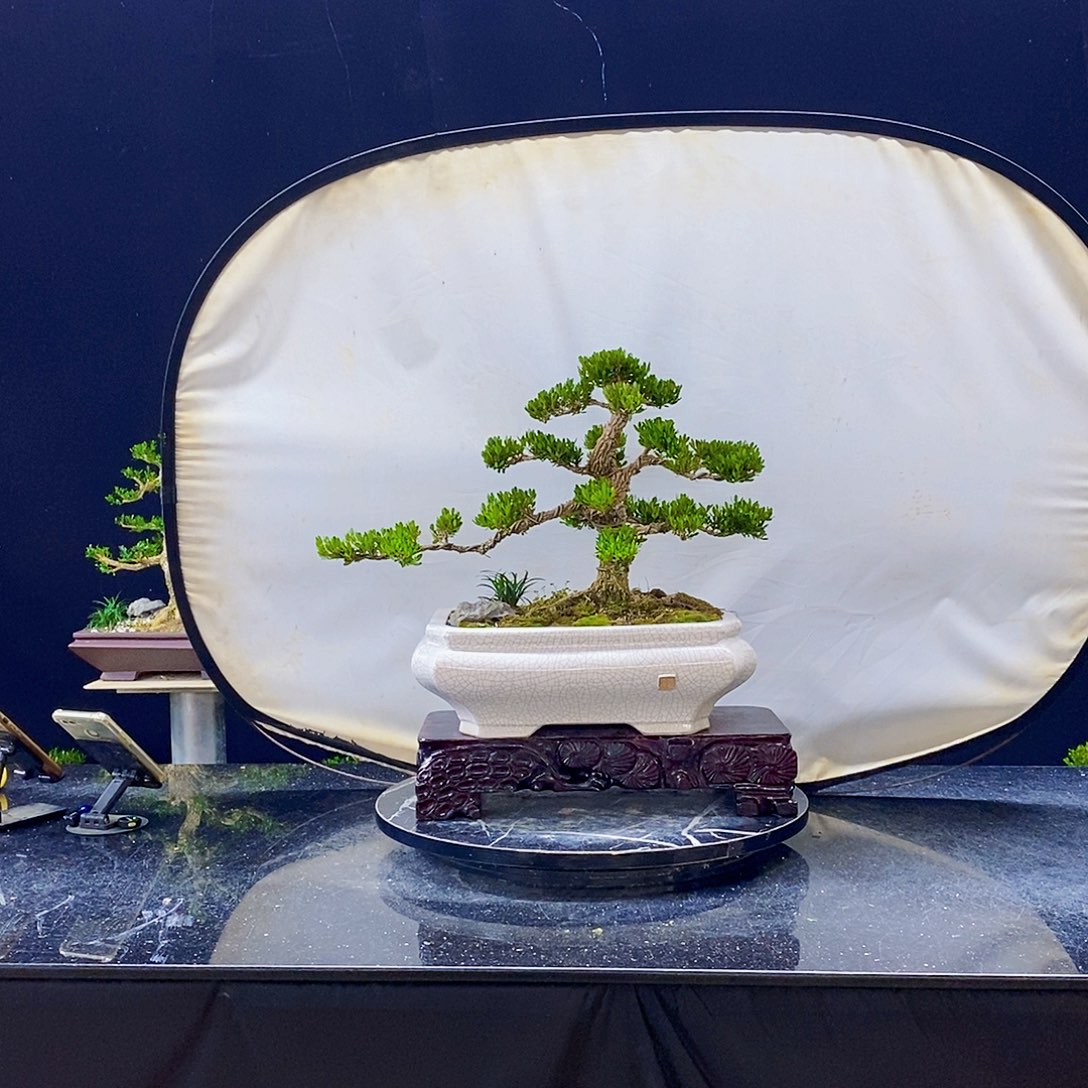 无花朵黄杨盆景造型