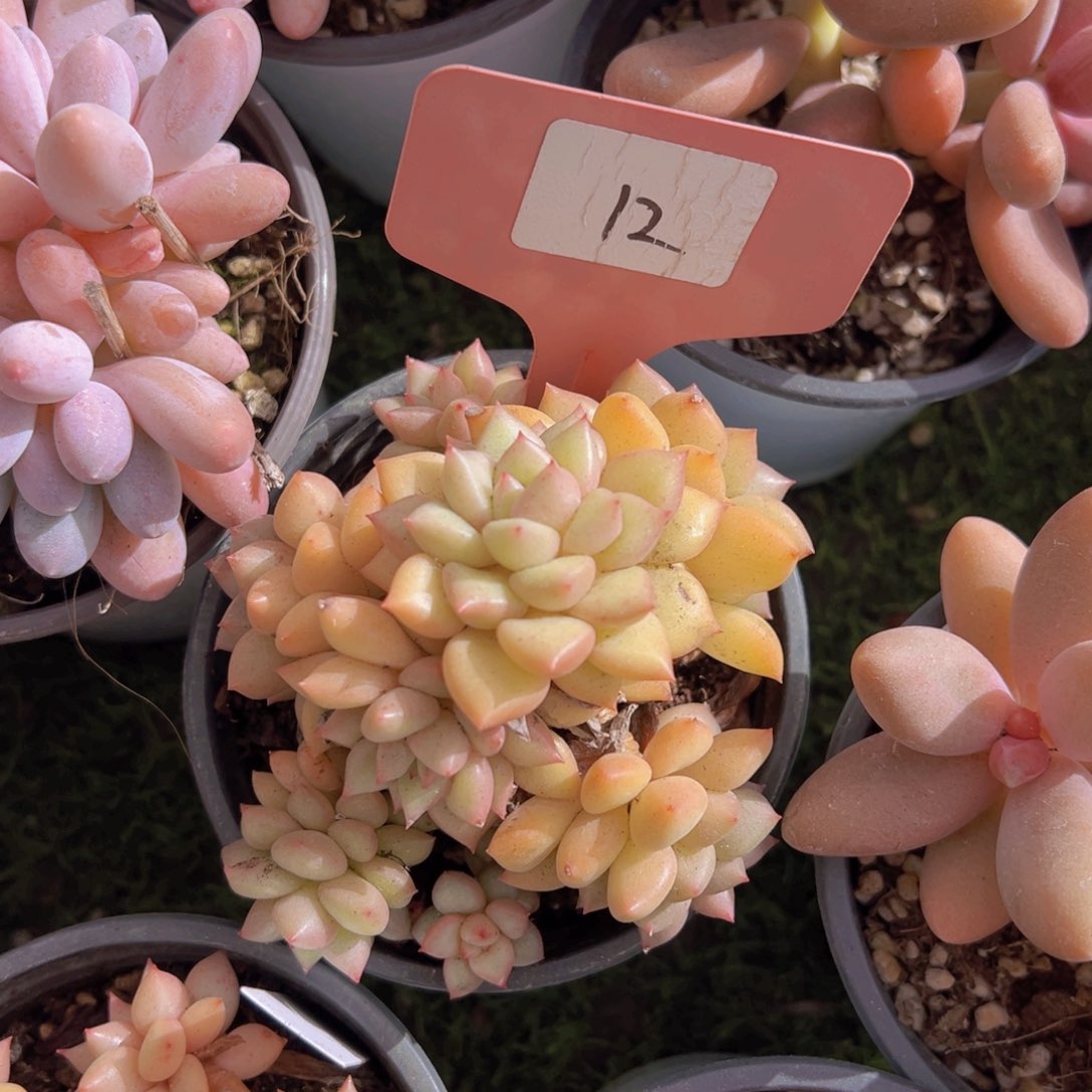 ?**?香玉的故事是一个人的故事