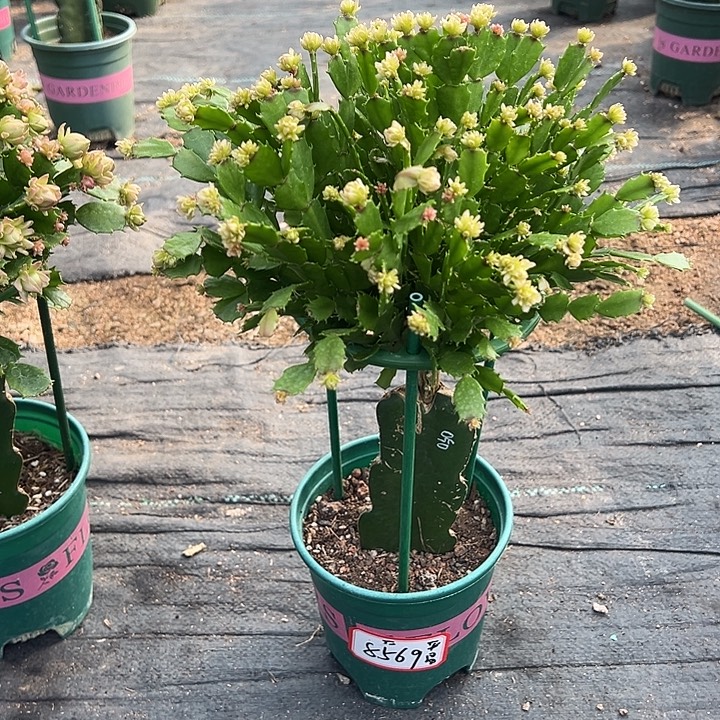 平***张050蟹爪兰尾号8569