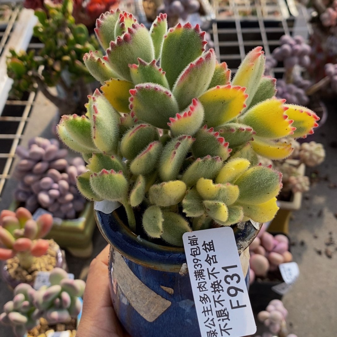 彩熊931/10vm运输掉叶