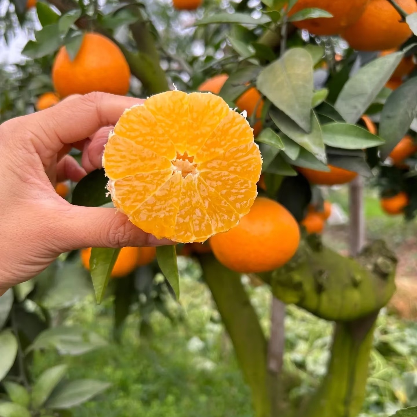 【一物一拍】盆栽地栽庭院种植， 38红美人，修剪裸根，打泥浆保湿发货