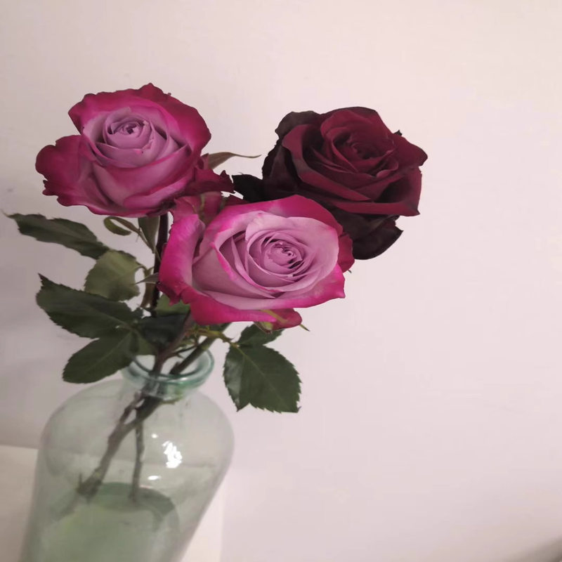  【3棵包邮】玫瑰新品 一片深紫（Deep Purple）紫红色 盆栽地栽花卉