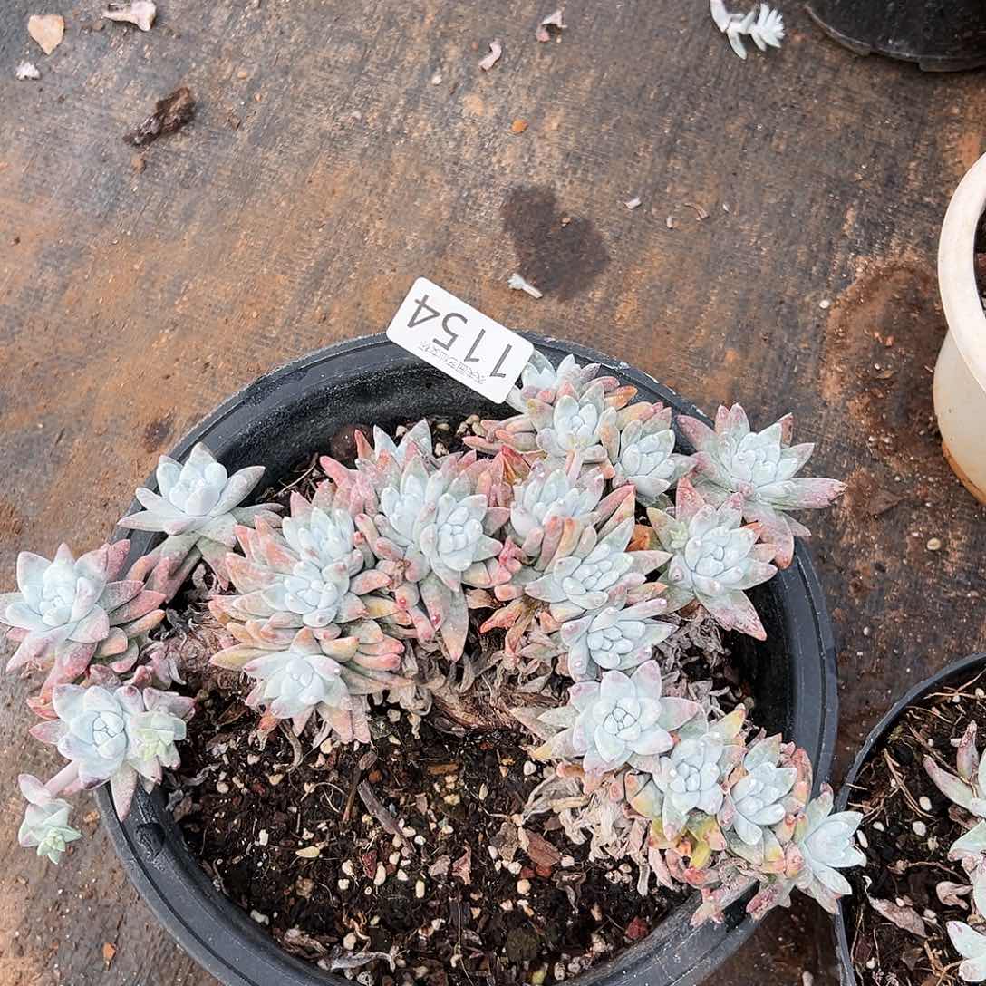 白姆处理仙女杯多肉瑕疵