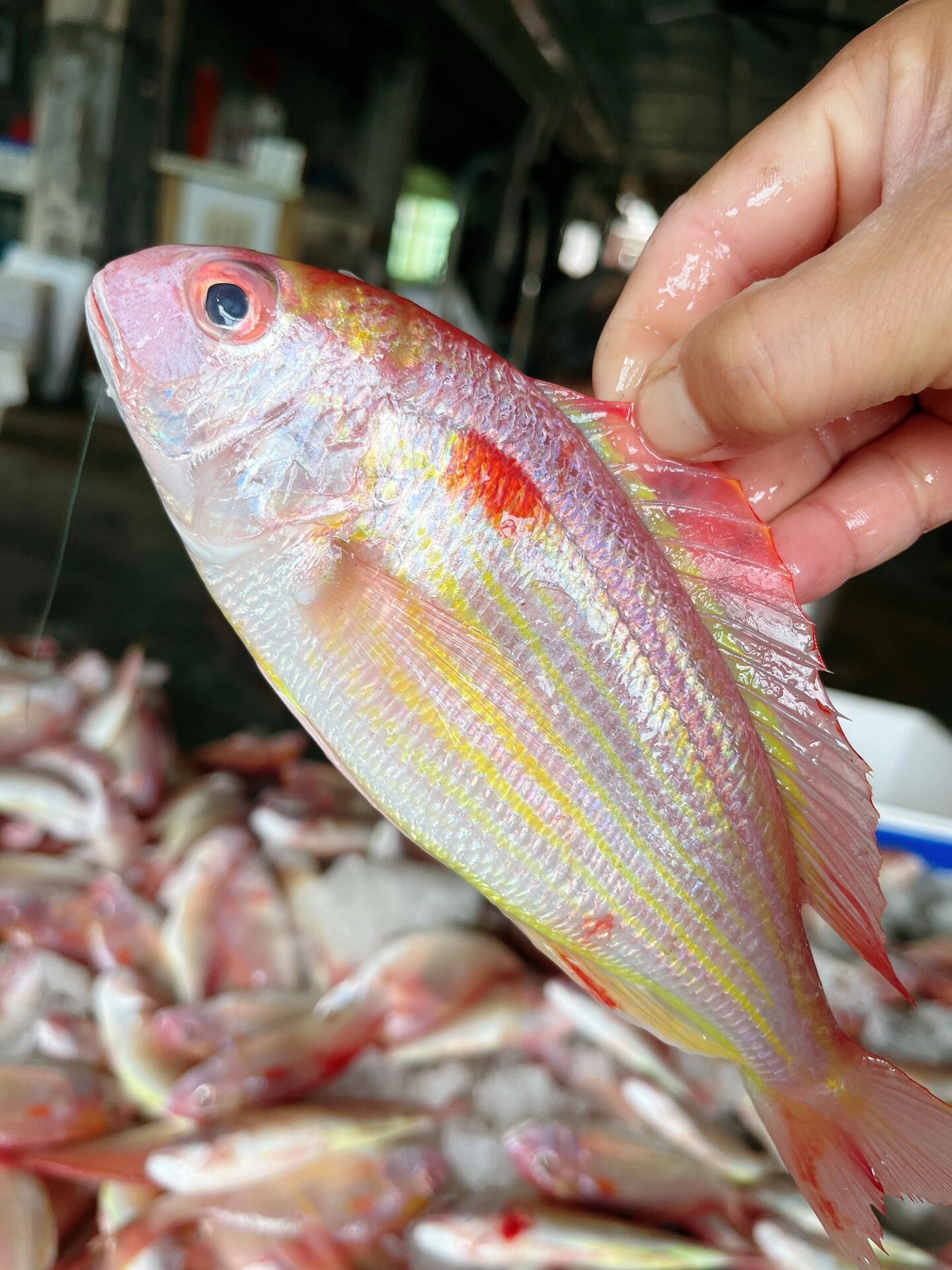 湛江野生红杉鱼 天然海鱼 多肉无小刺 干煎香喷喷 顺丰发货