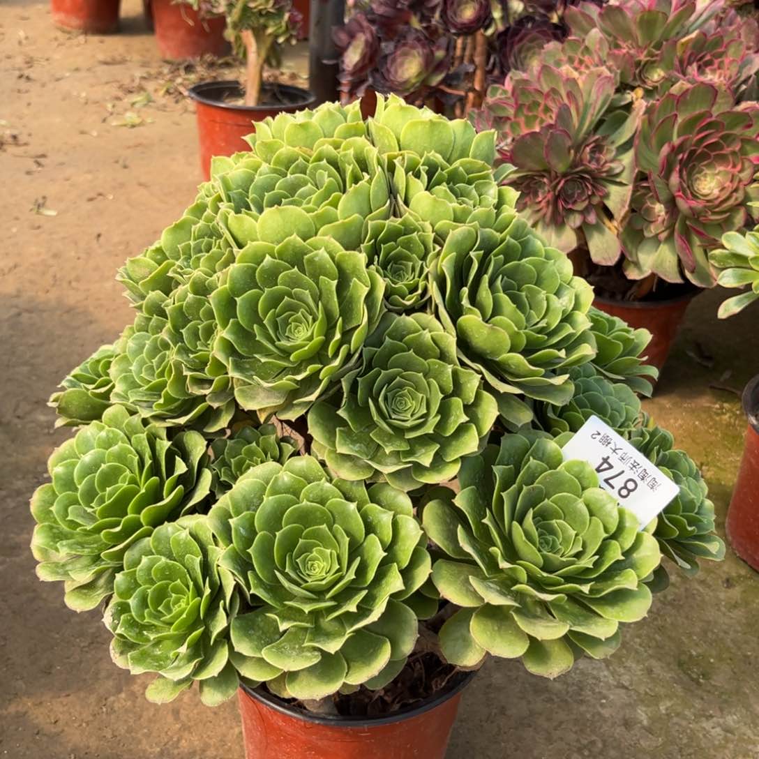 874绿羊绒多肉植物法师