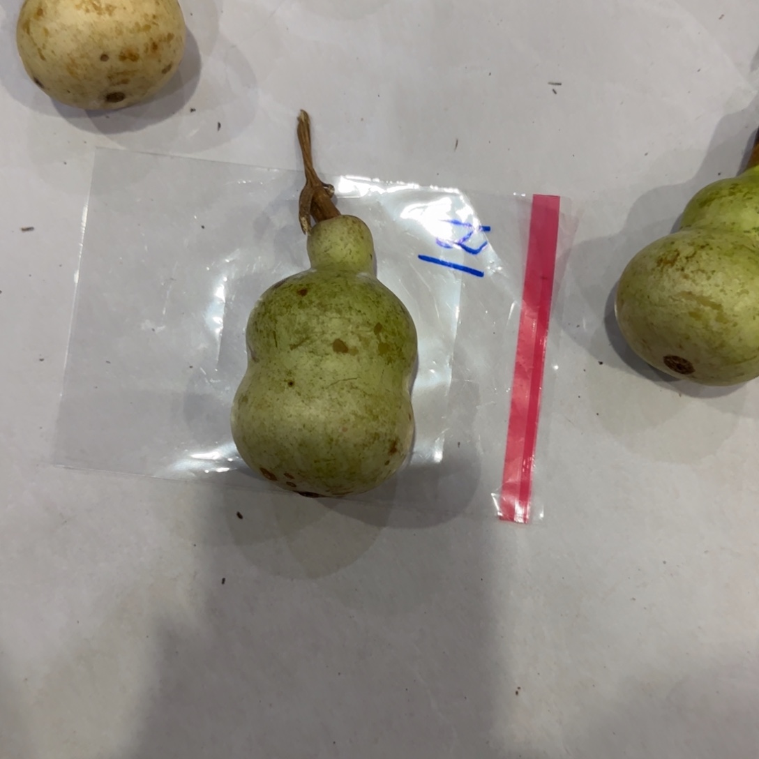 九***子葫芦v干活哈哈古古怪怪嚯哈哈哈哈哈