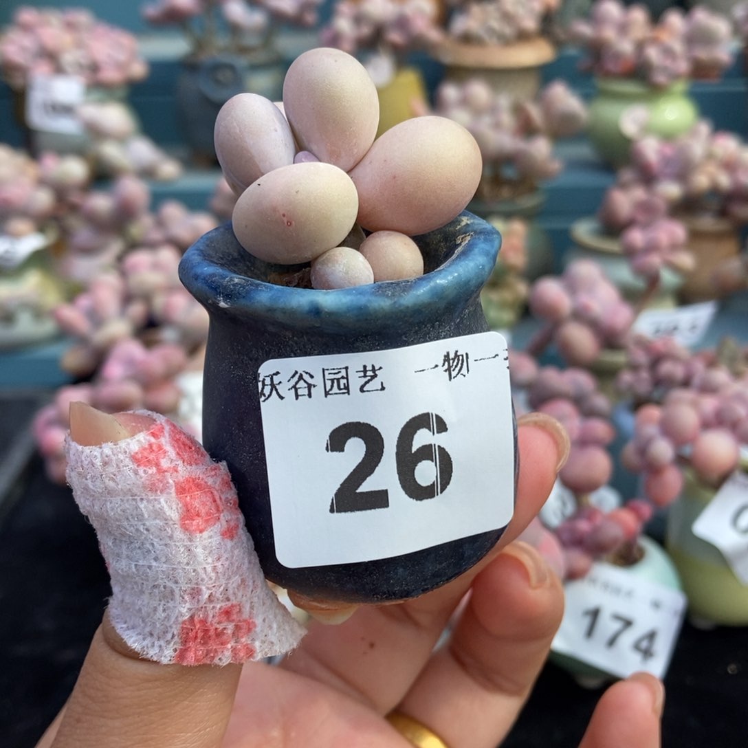 26水光针奶酪带盆土