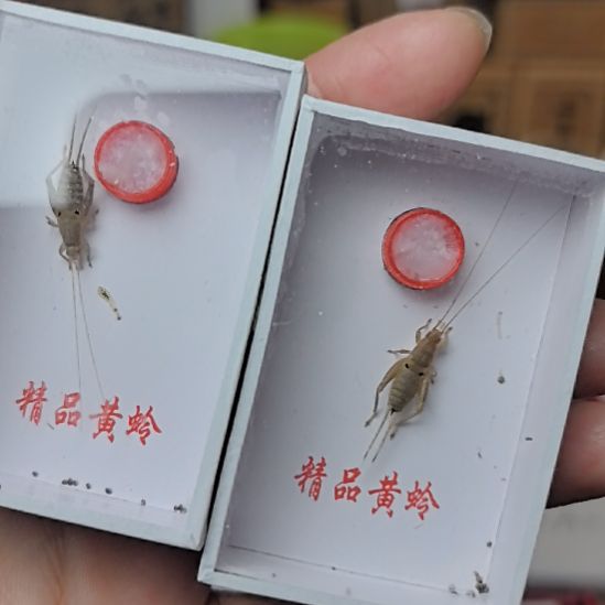 蟋蟀香橙仙子二条漂亮