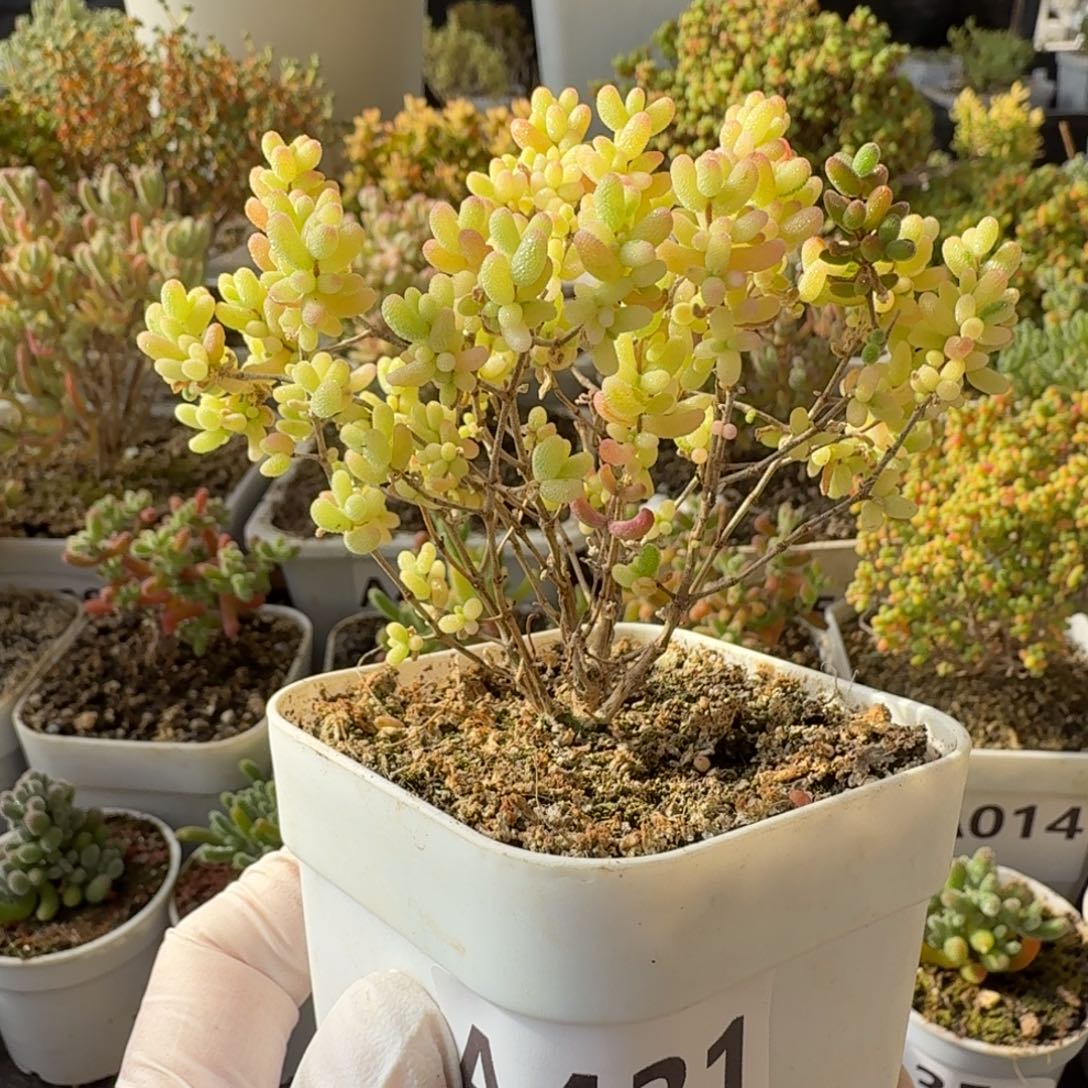 A431米粒拉丝阴阳锦秒