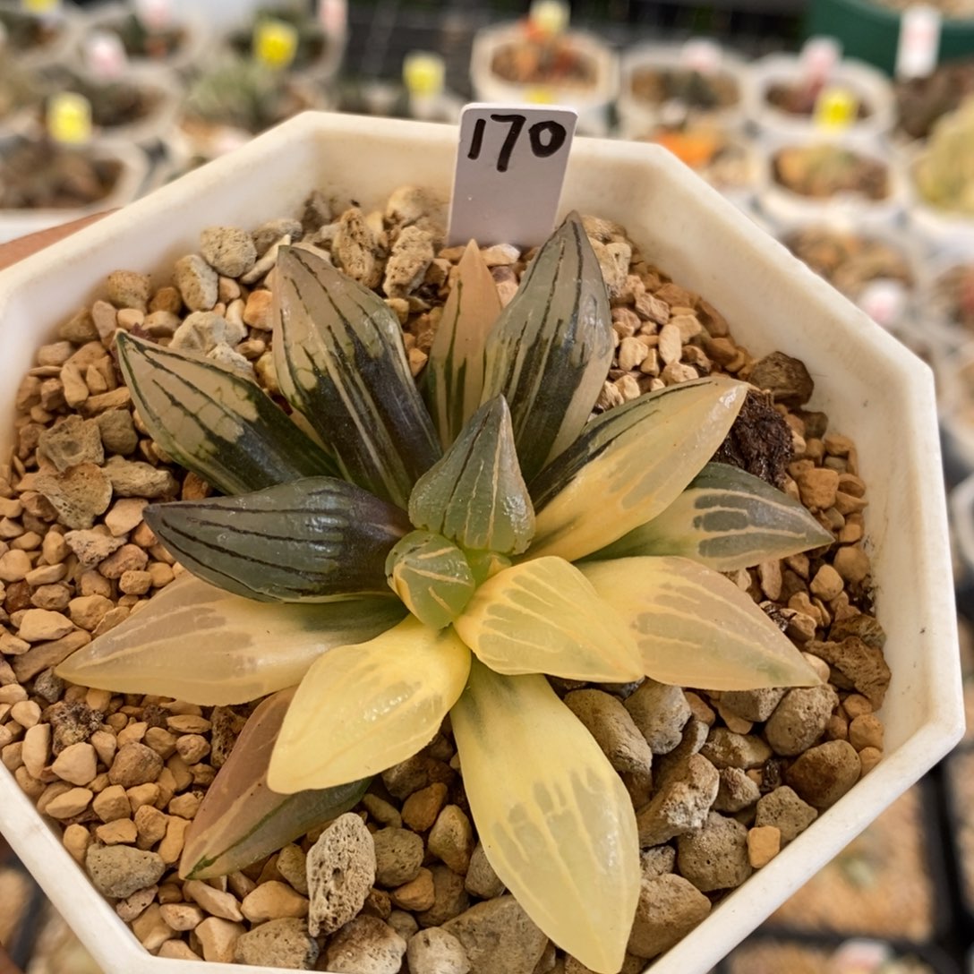 170号西瓜锦带盆发货