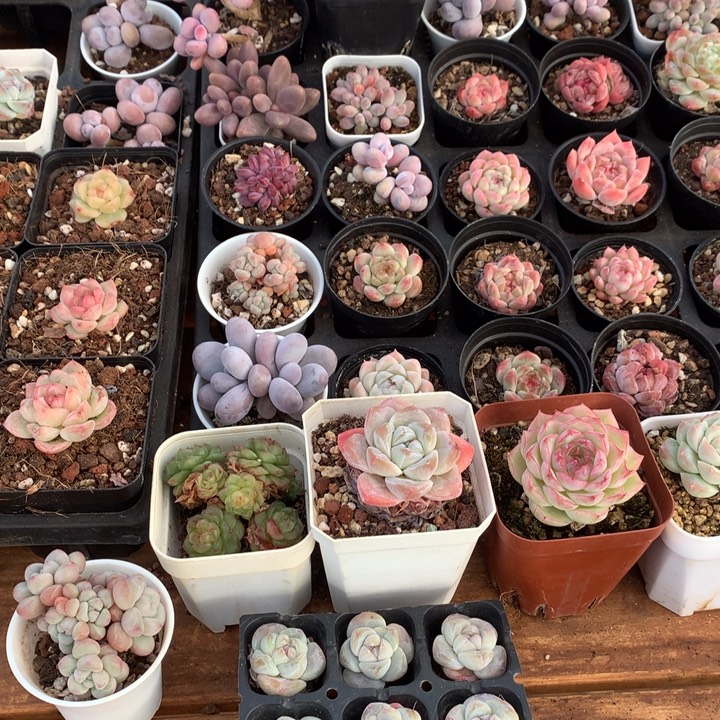 小精控多肉一物一拍