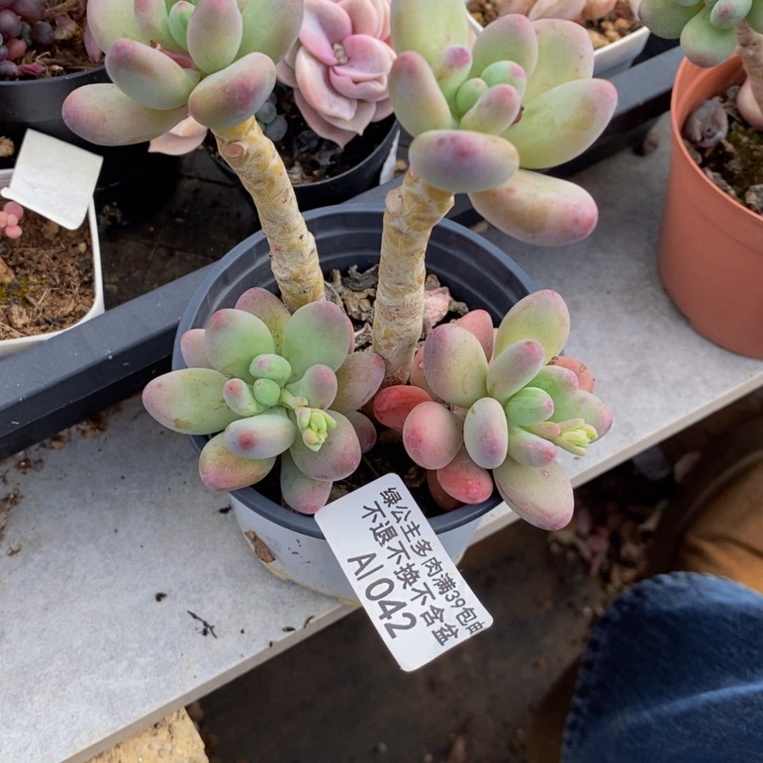 苹果奶042/7cm多肉