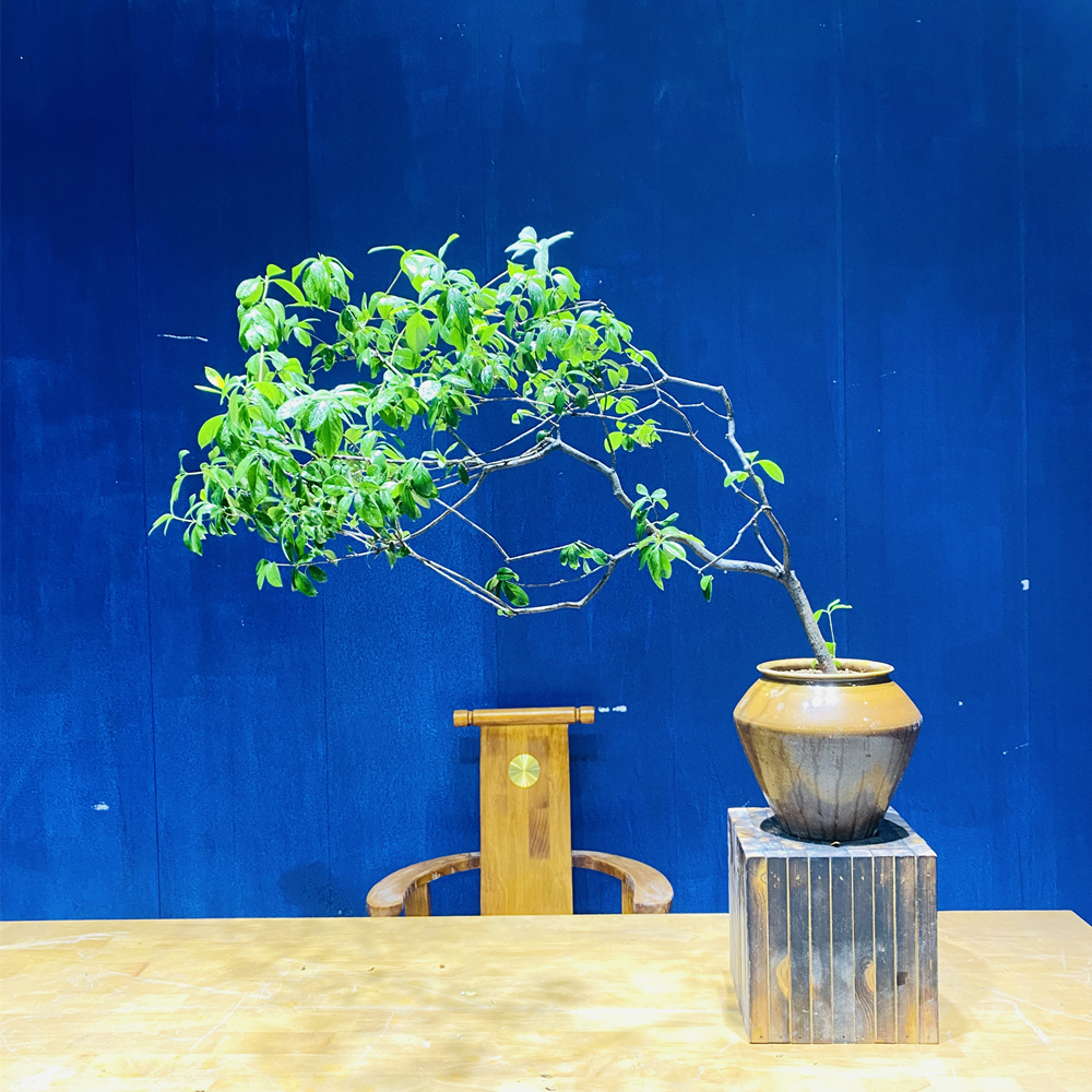 晌往I海岛春花左飘高度110冠130茶室绿植花卉盆栽茶台盆景