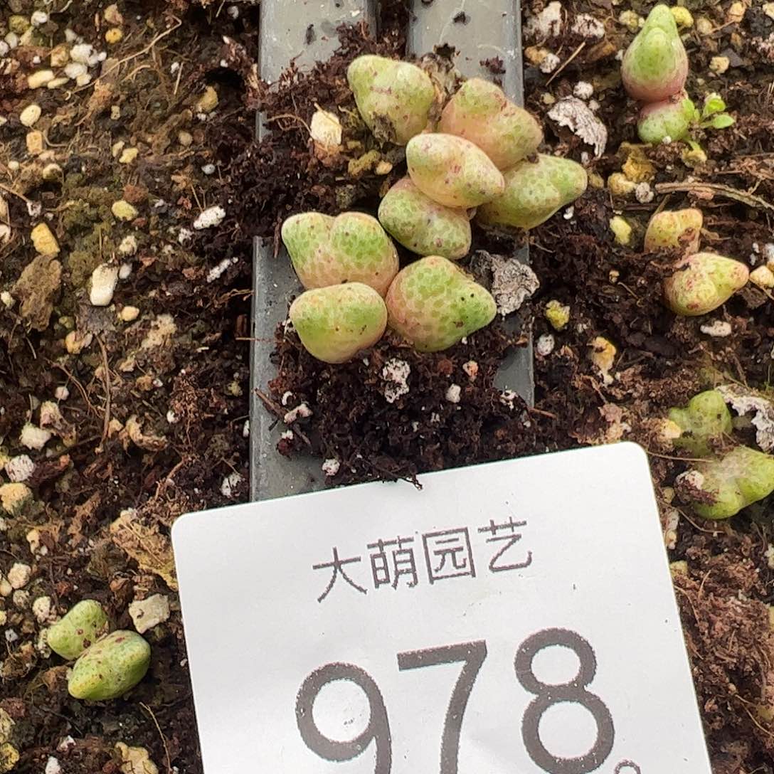 一物一拍。          978