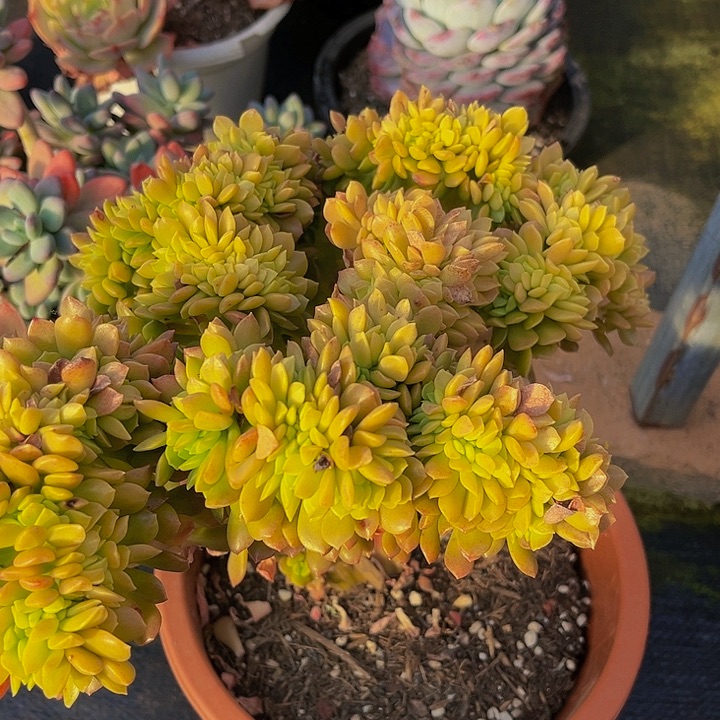 玫****?琥珀缀化2816