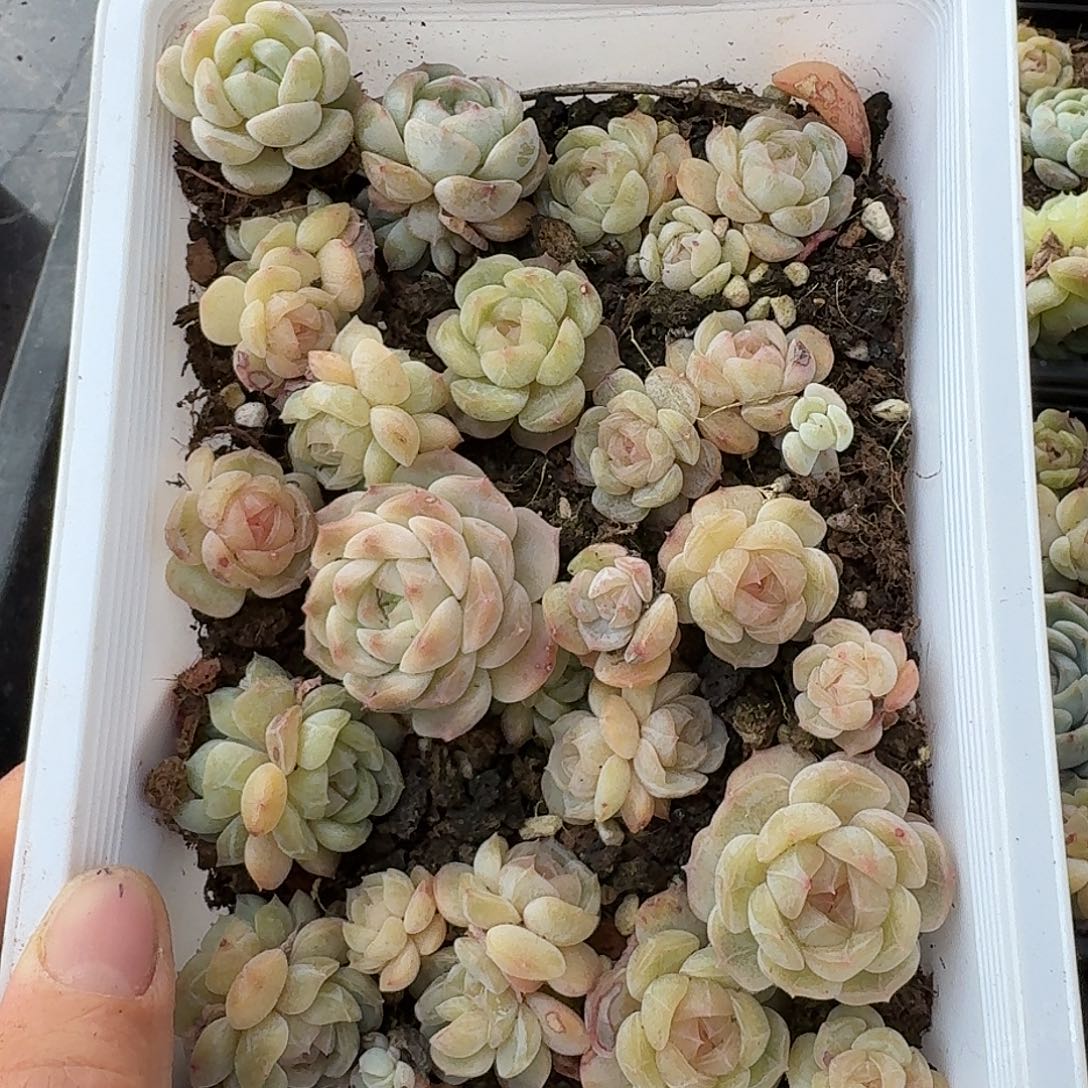 杂交新品珍妮多肉1492