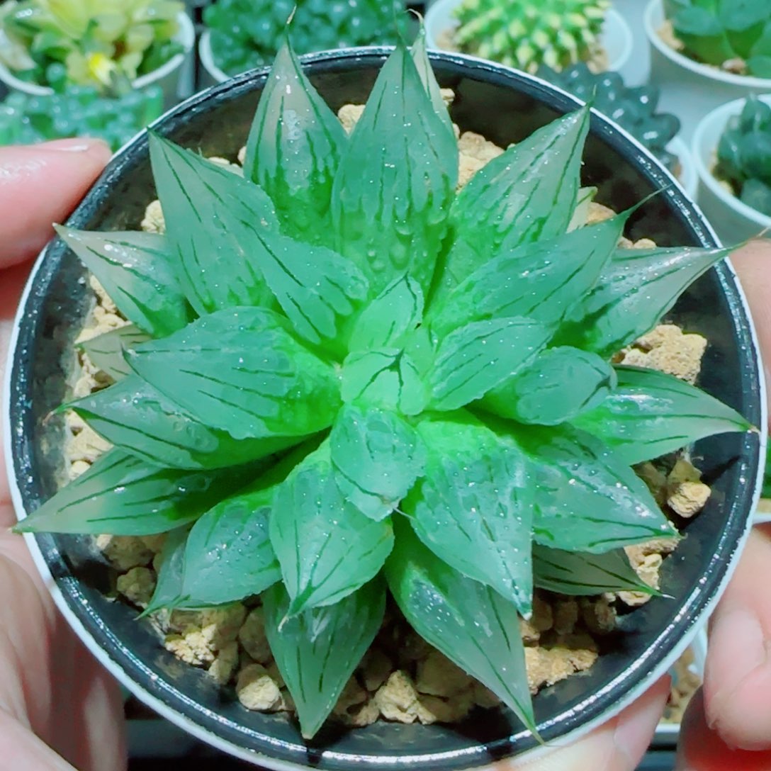 冰钻玉露多肉植物