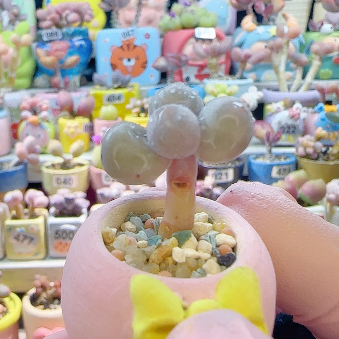 L 圆滚滚米可奶 盆口2cm