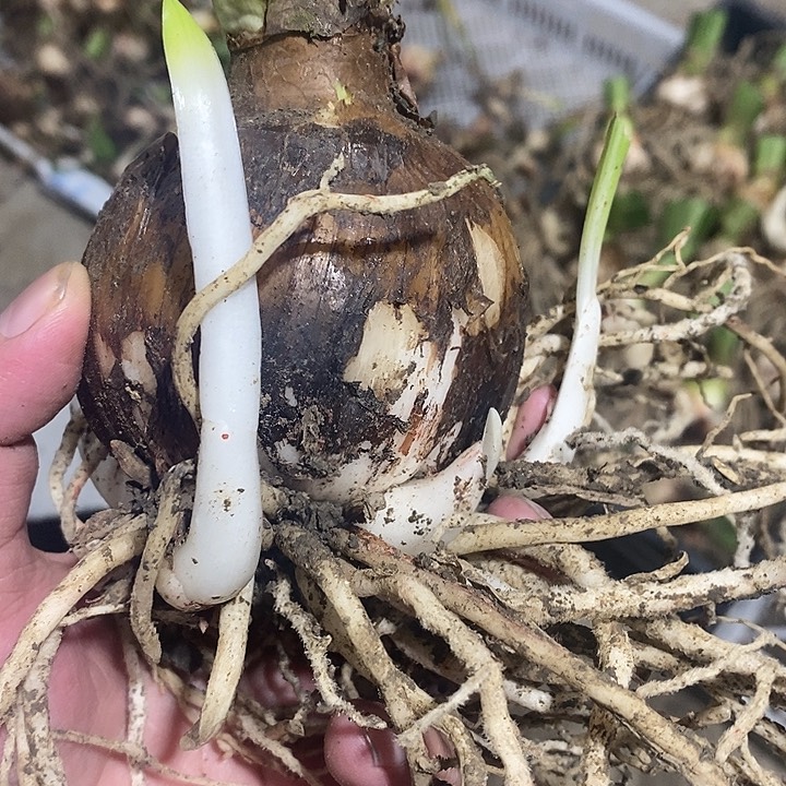 七厘米以安吉拉朱顶红一颗