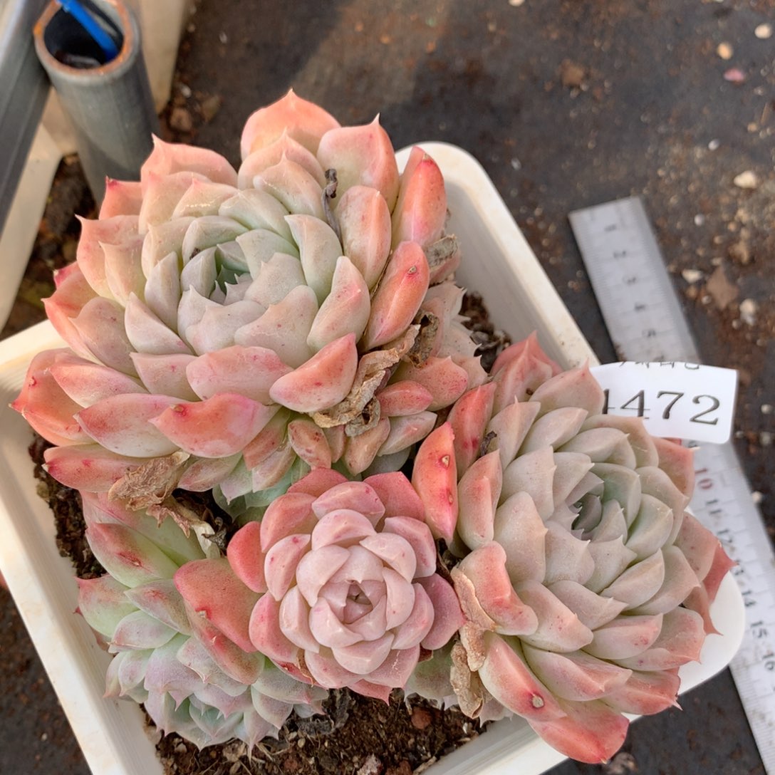 4472杂交多肉老桩