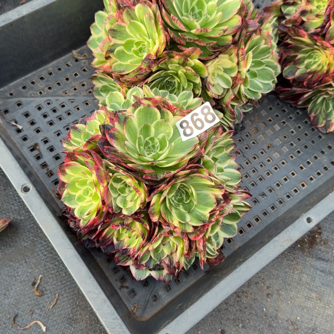 868多肉植物伯爵天骄无根