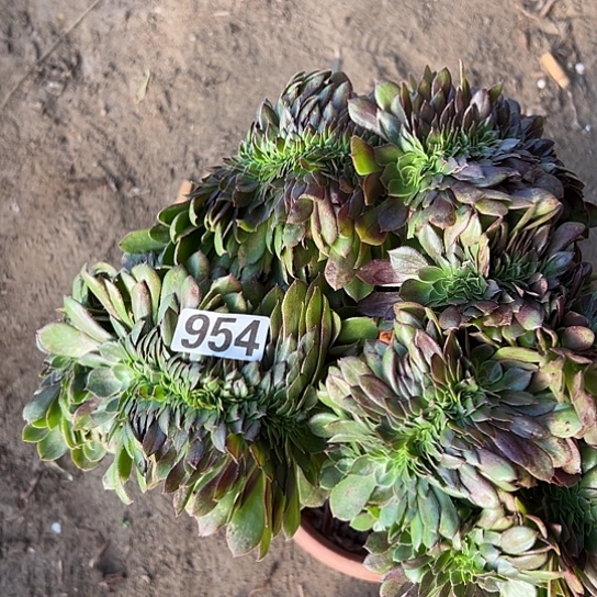 珍***分多肉植物一个万追954